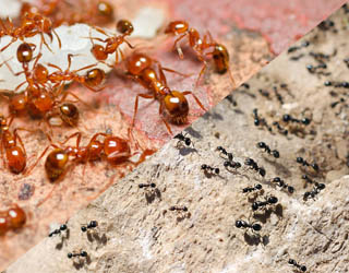 ants