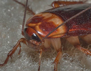 cockroach