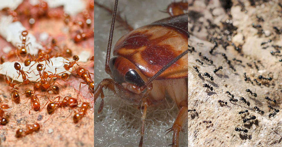 crawling insect pests