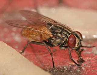 fly