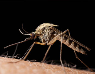 mosquito