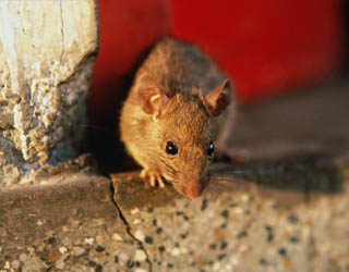 mouse