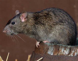 rat