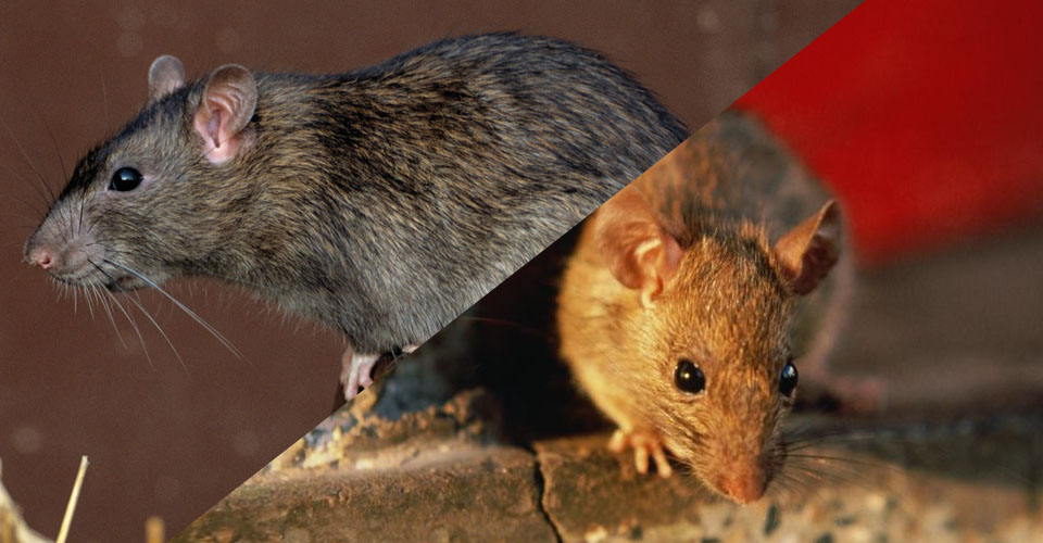 rodents