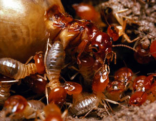 termite queen