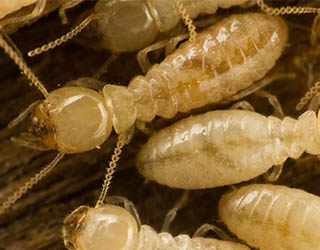 termite worker